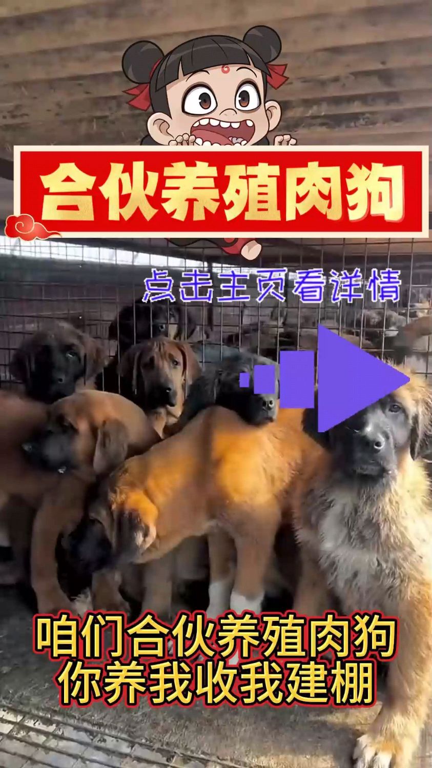 合伙养殖肉狗,你养殖我回收我建棚