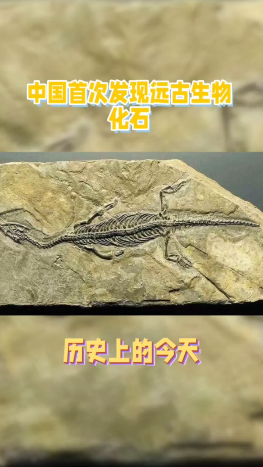 历史:1955年的今天,我国第一次发现三亿年前的古生物化石。