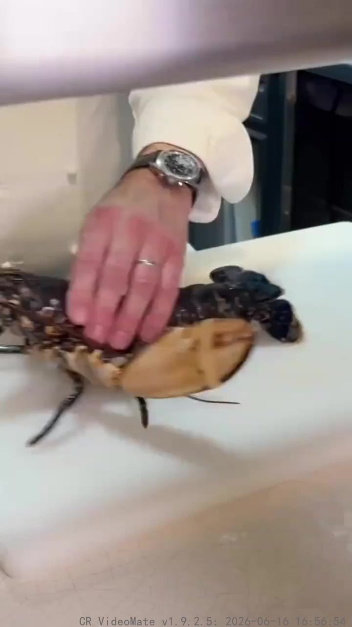 法国顶级春季菜单主菜蓝龙虾配羊肚菌和野蒜青酱 