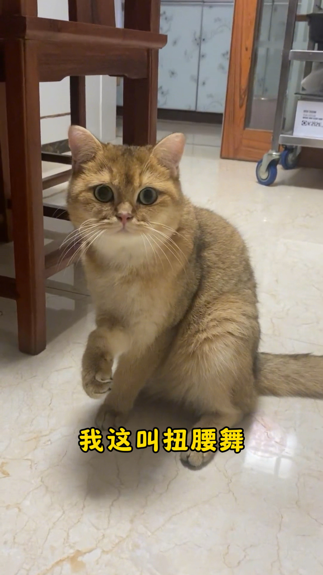 这猫猫舞蹈跳得真可以哟