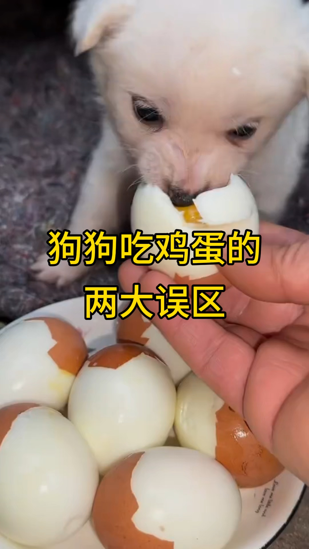 一定不要给狗狗吃鸡蛋