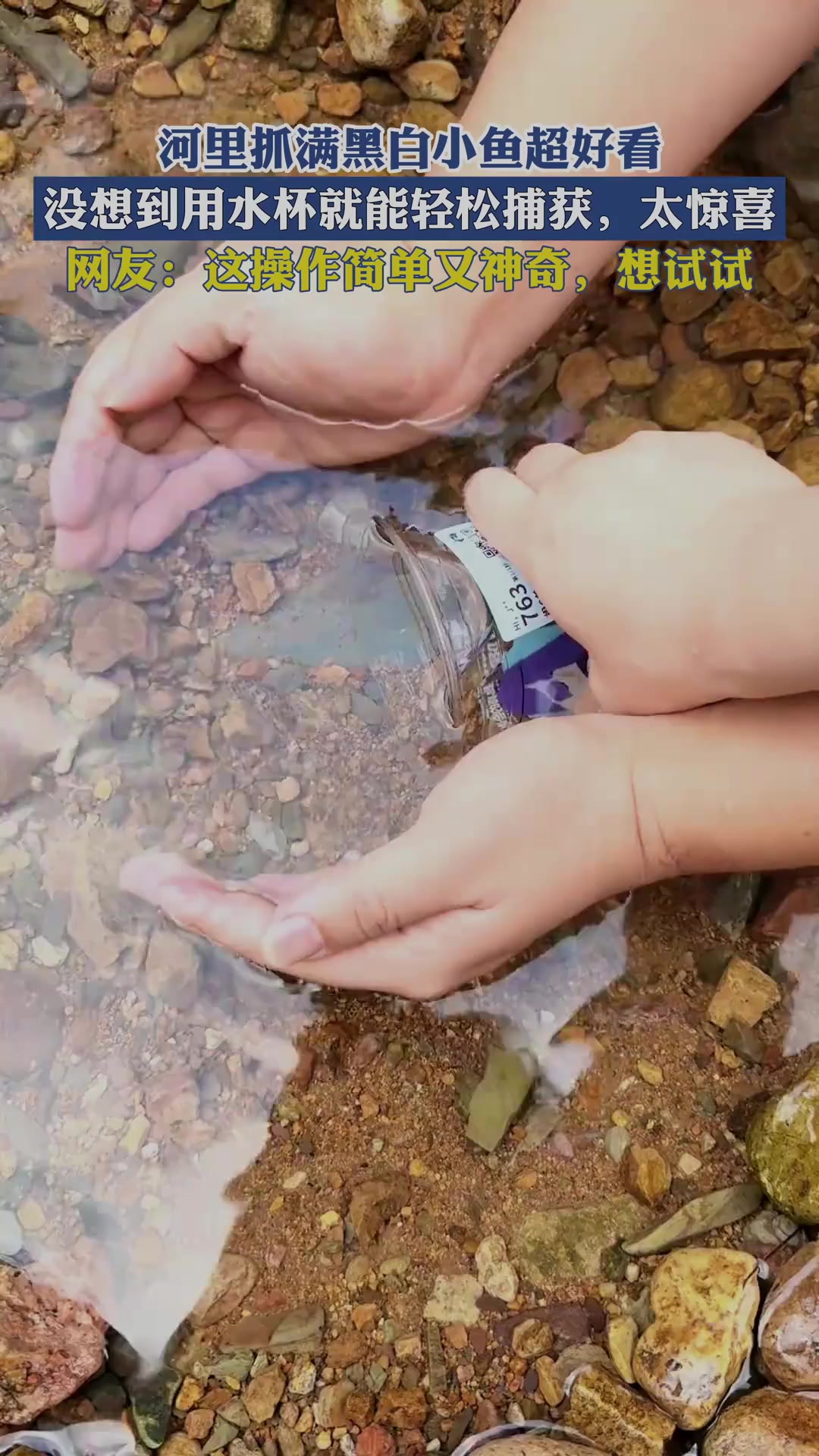 河里抓满黑白小鱼超好看,没想到用水杯就能轻松捕获,太惊喜!