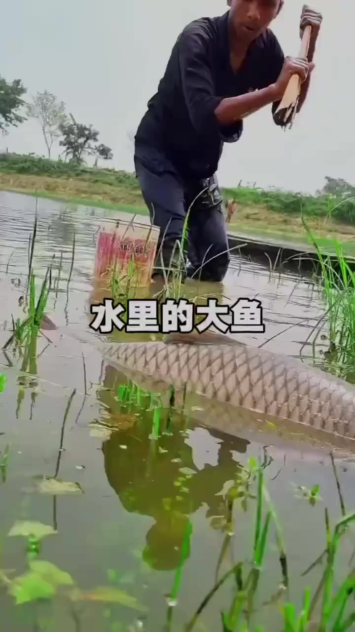 水里的大鱼竟然徒手抓