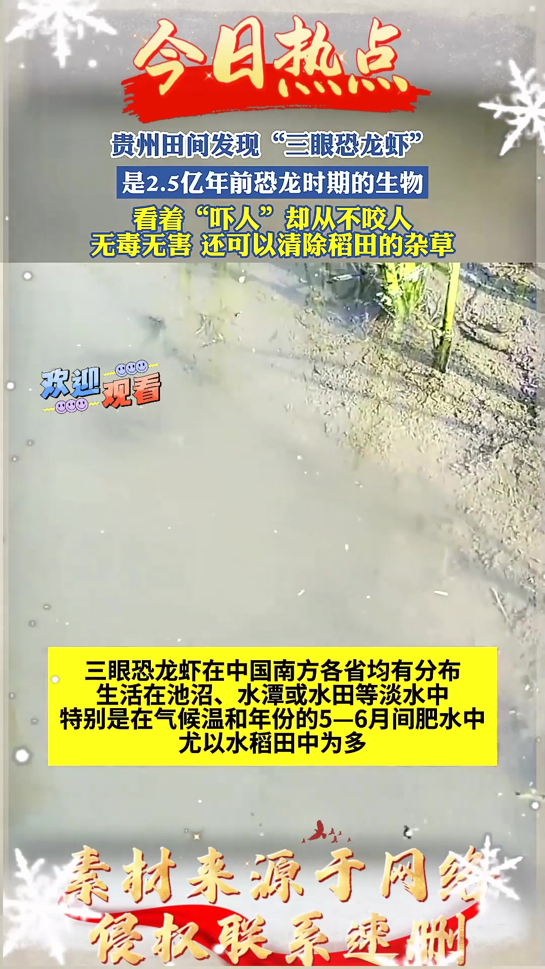贵州田间发现“三眼恐龙虾”,是2