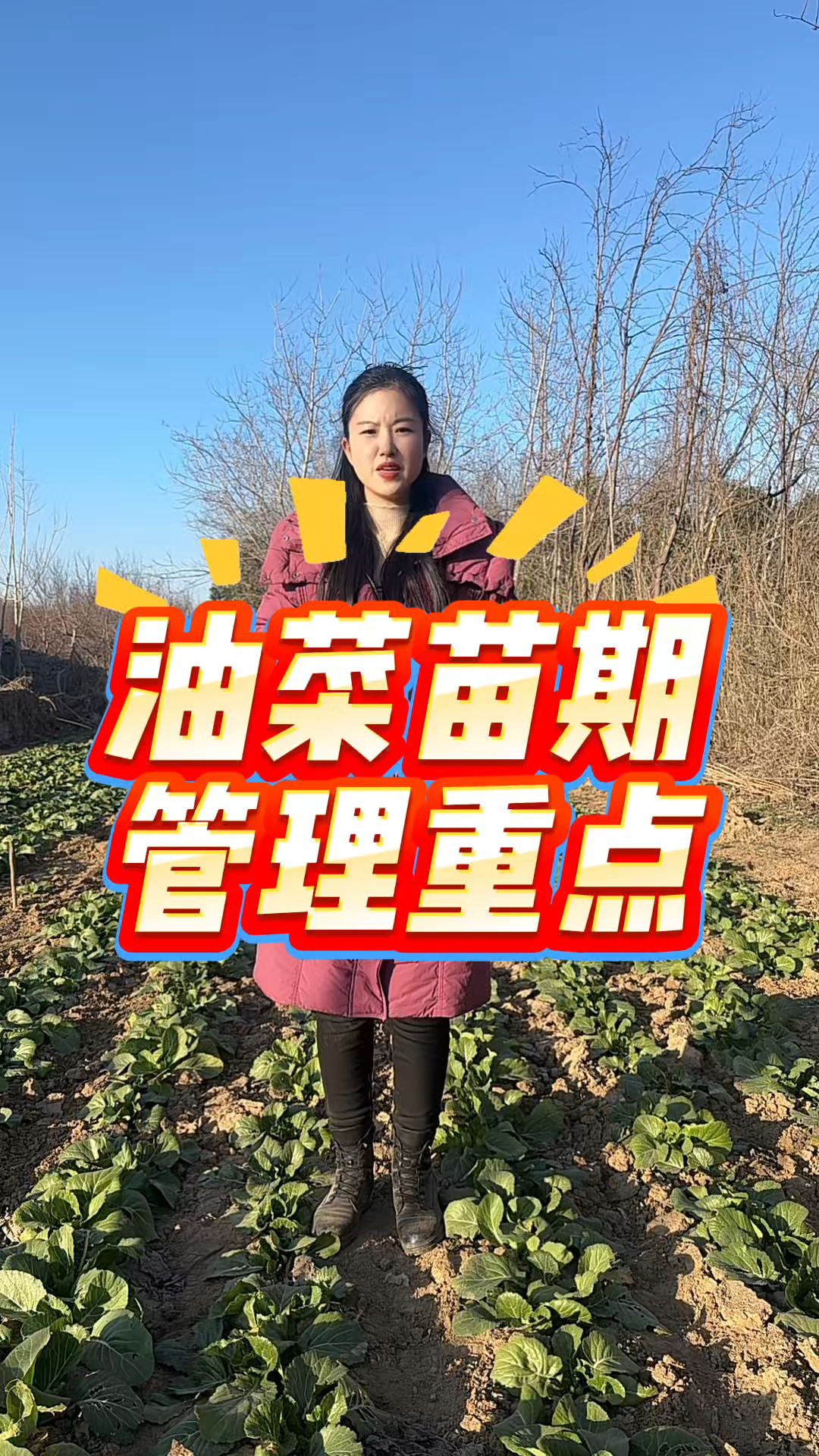 油菜苗期管理重点