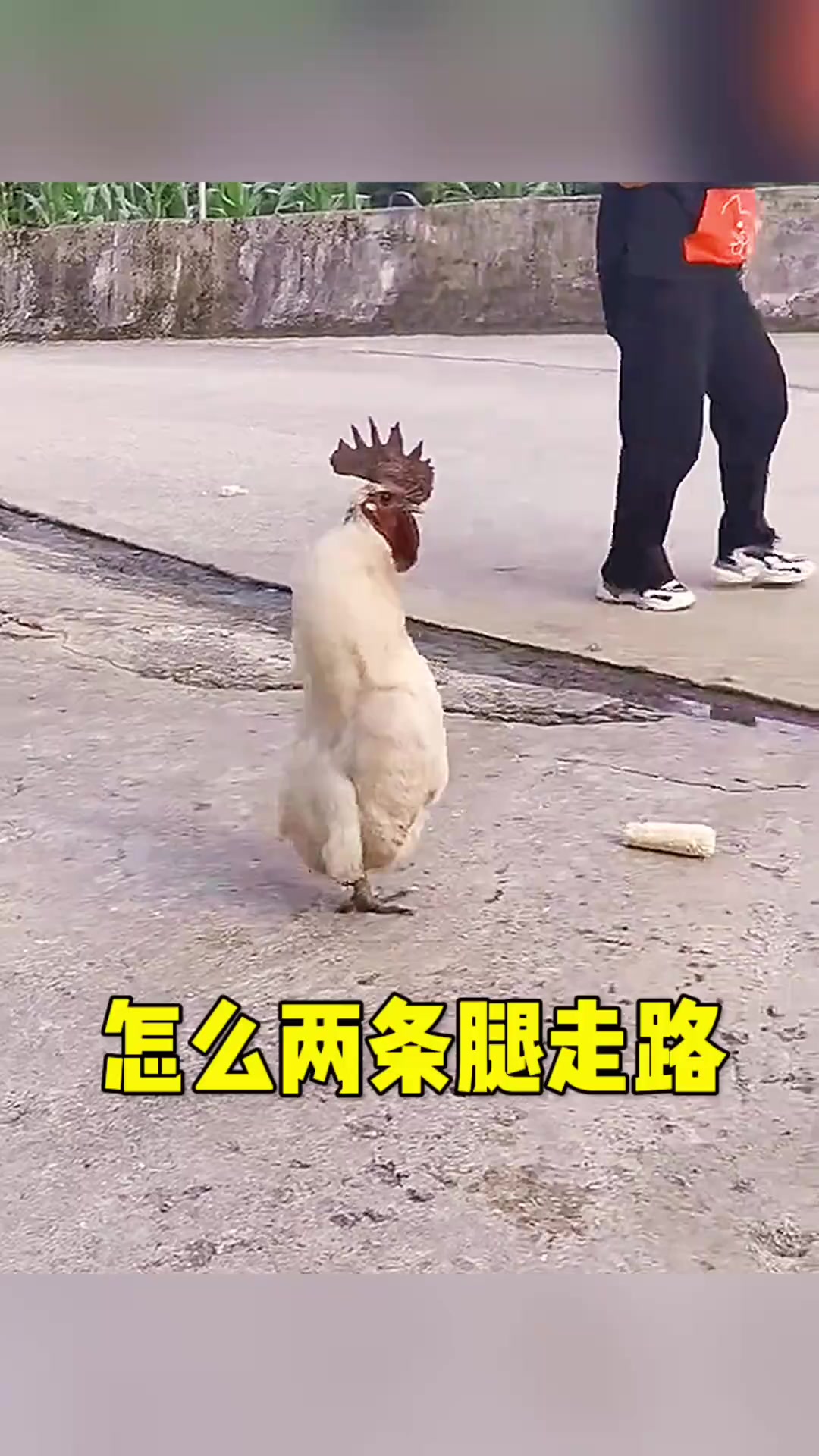 《这只骄傲公鸡：走路姿态如领导般自信的奇妙故事》