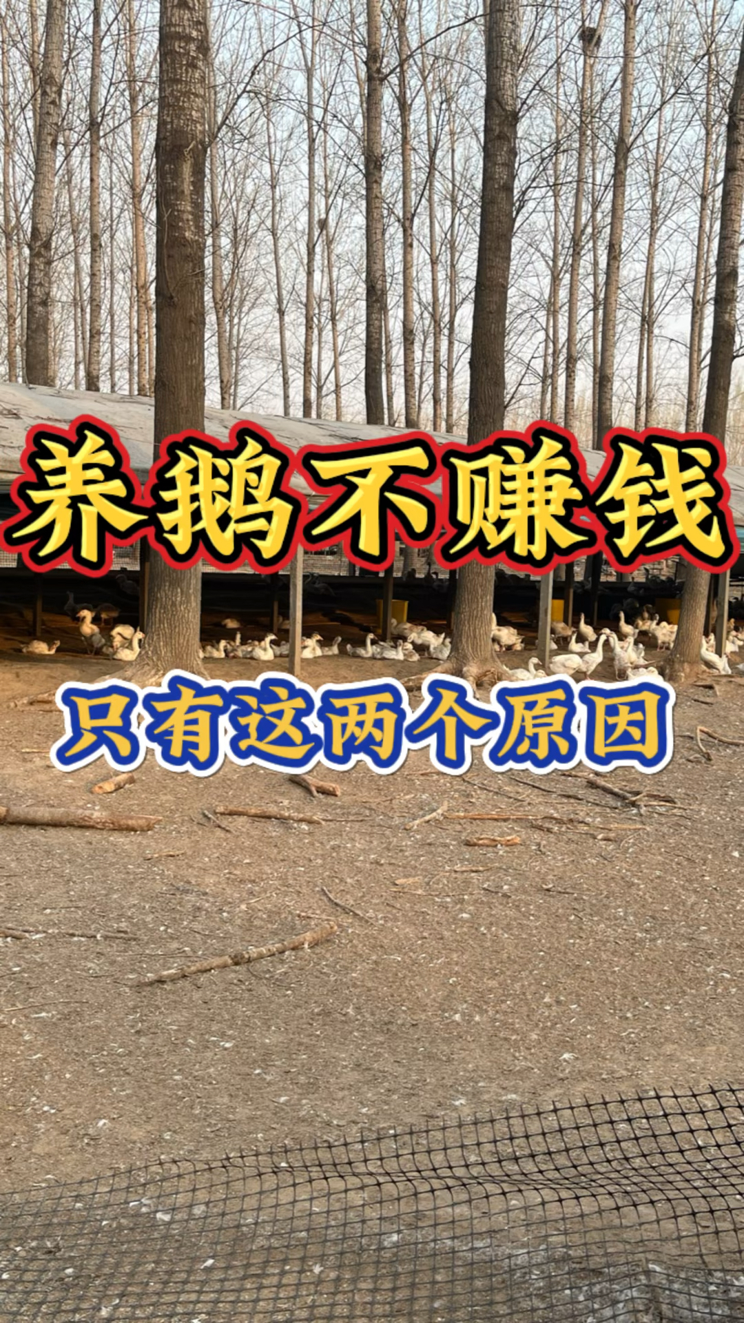 你养鹅赚钱了吗?看看有没有中招