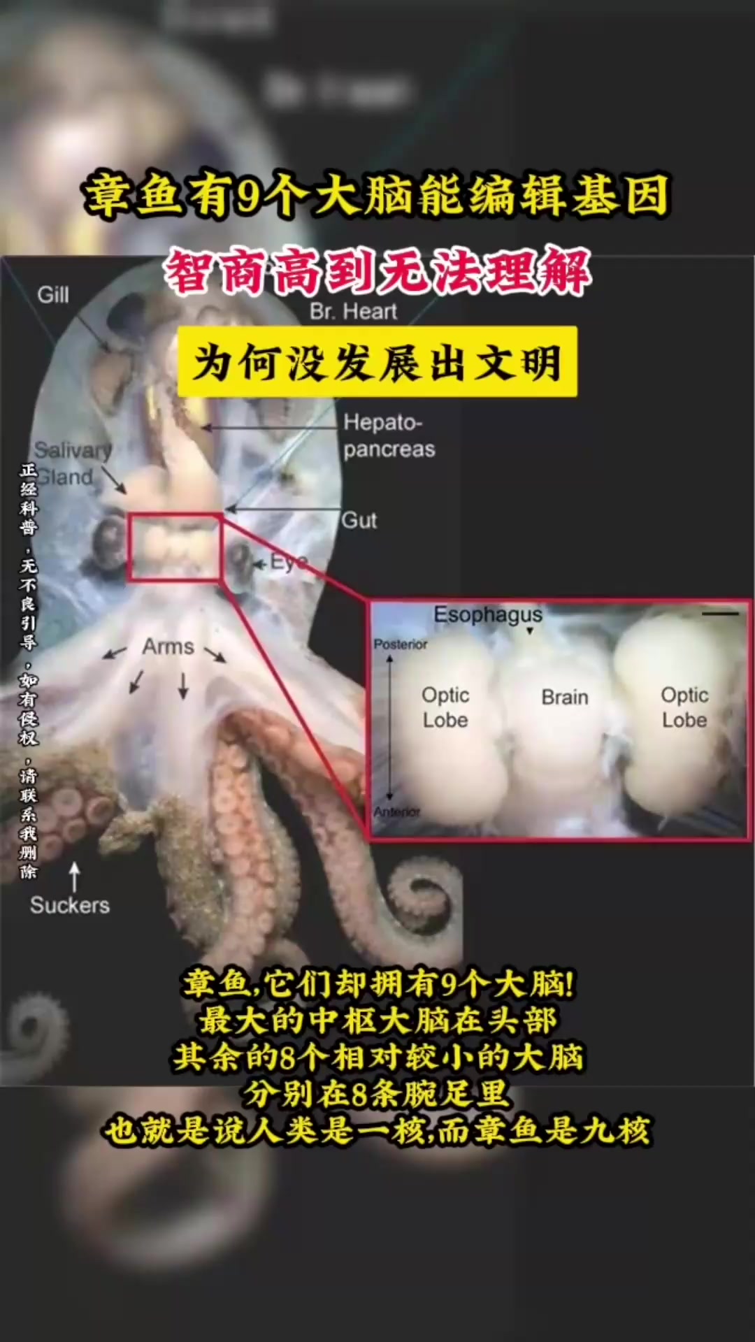 章鱼有9个大脑能编辑基因,智商高到无法理解,为何没发展出文明