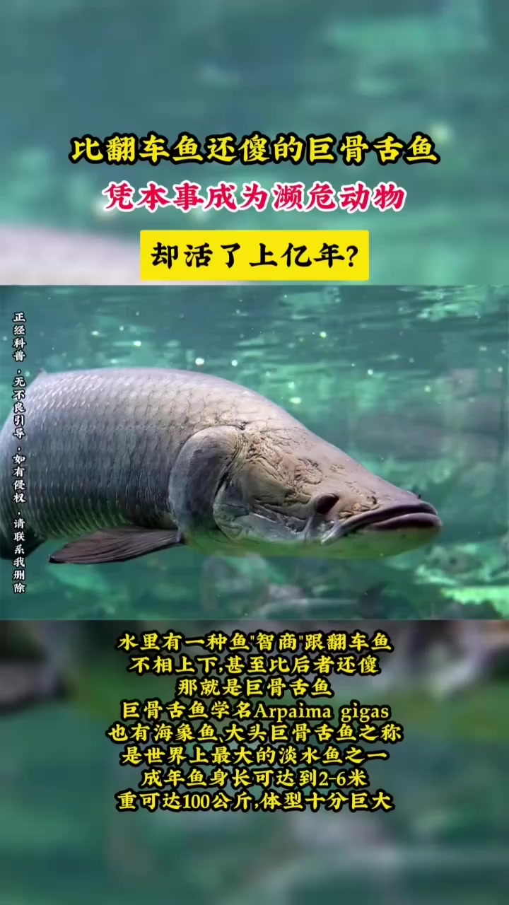 比翻车鱼还傻的巨骨舌鱼,凭本事成为濒危动物,却活了上亿年?