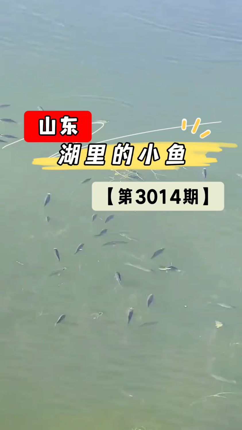 美景视频随拍!池里的小鱼!(第3014期)