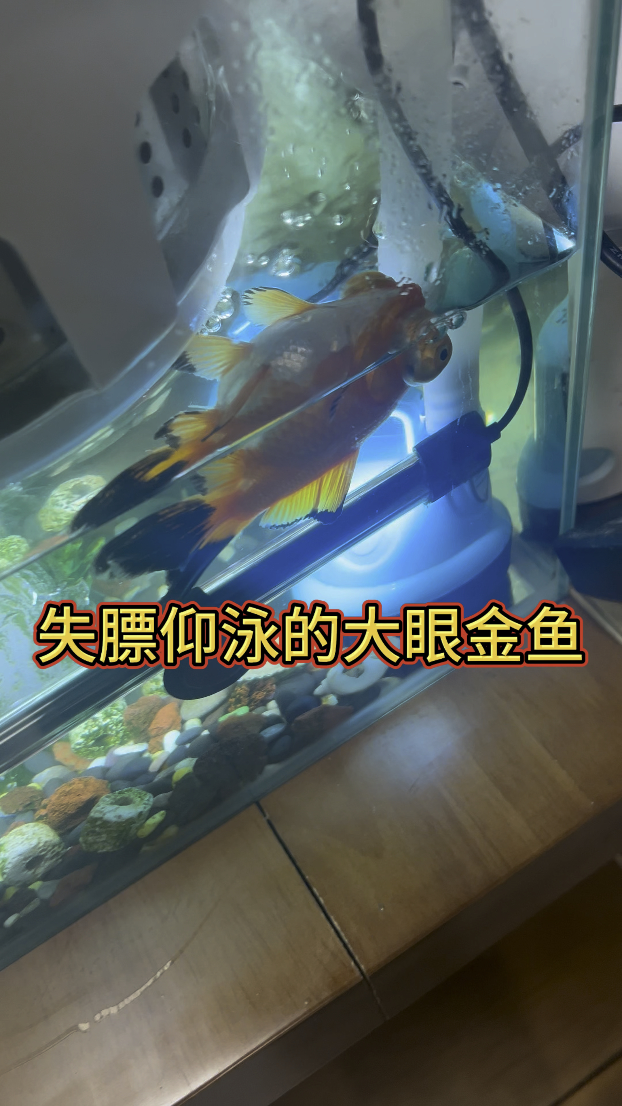 失膘仰泳的大眼金鱼