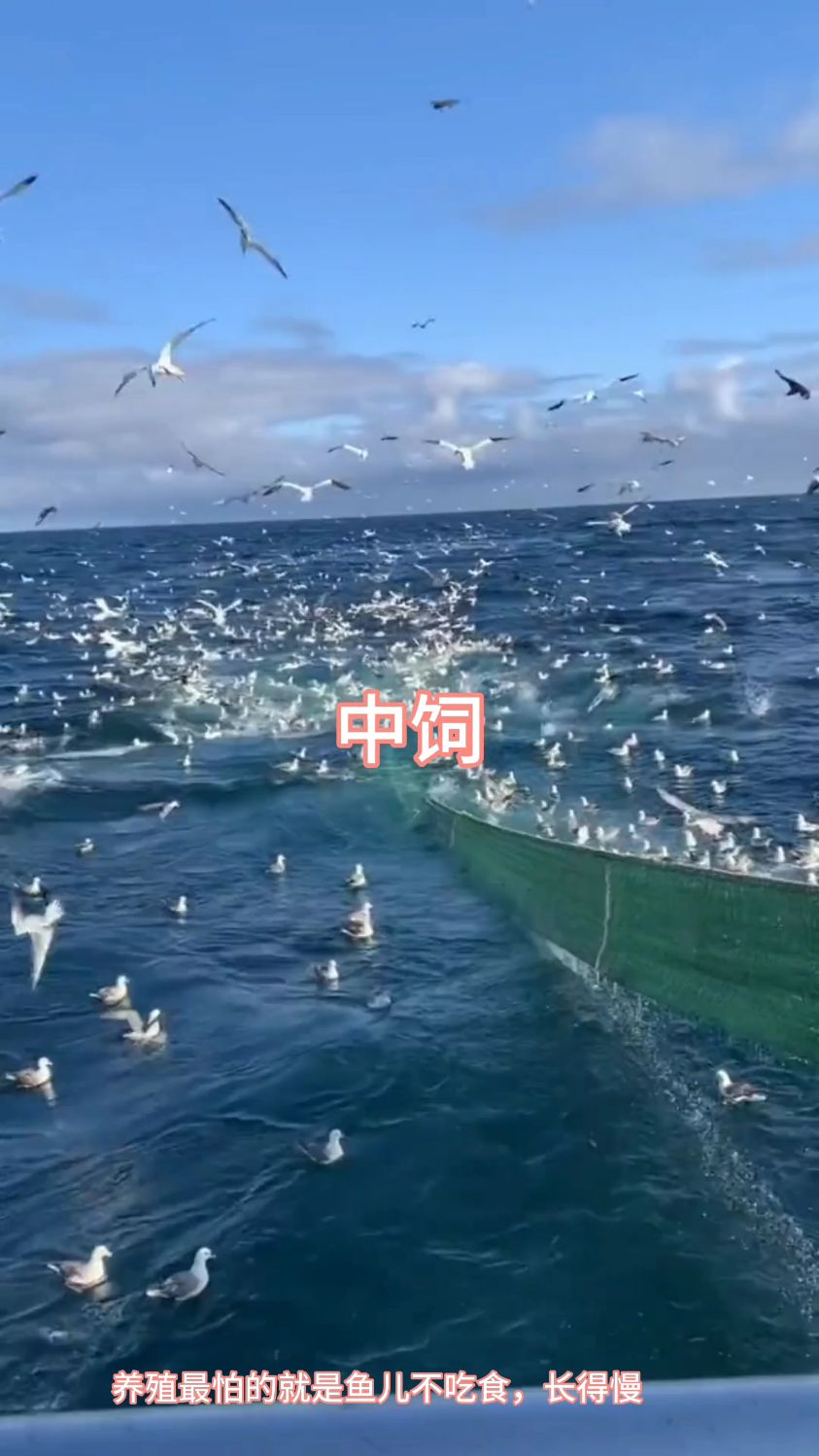 用好料,出好鱼:选对鱼粉,赢在起点#饲料原料#水产养殖