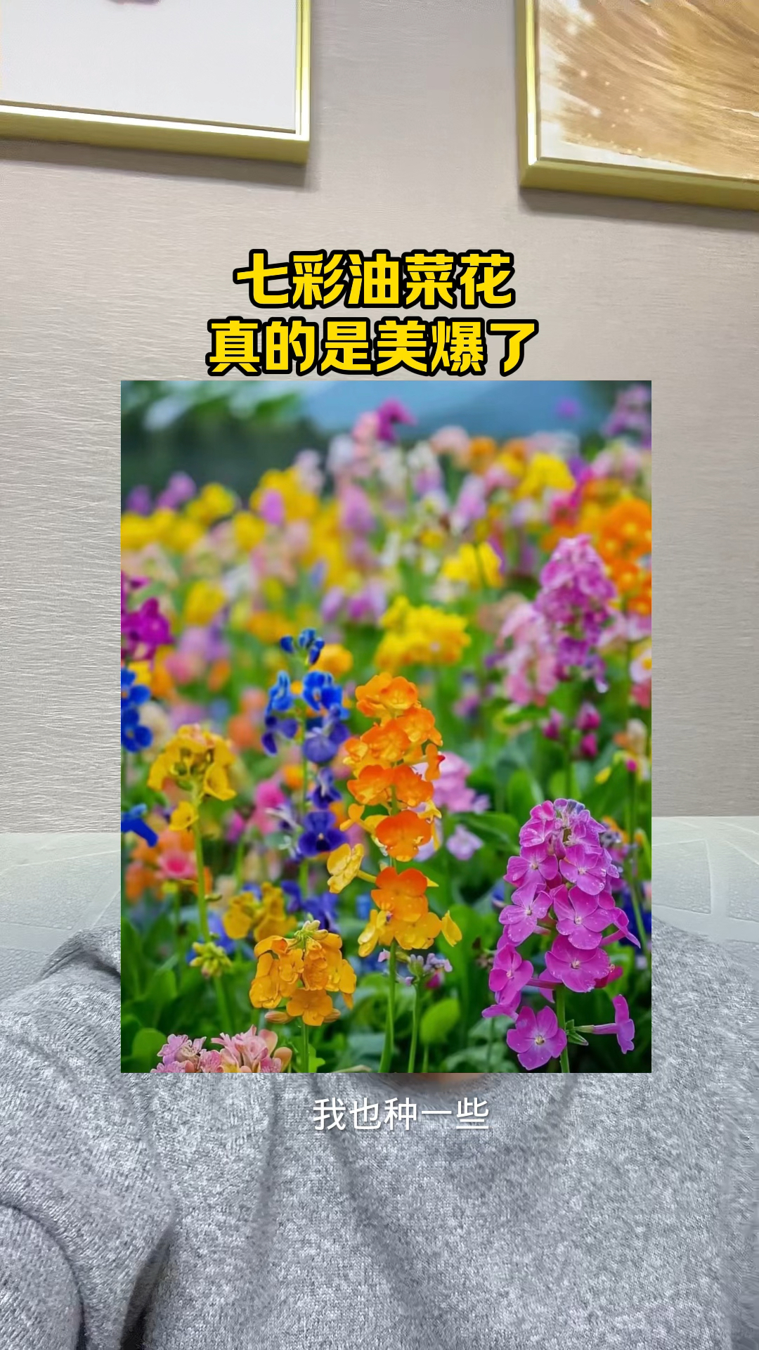 七彩油菜花真的是美爆了