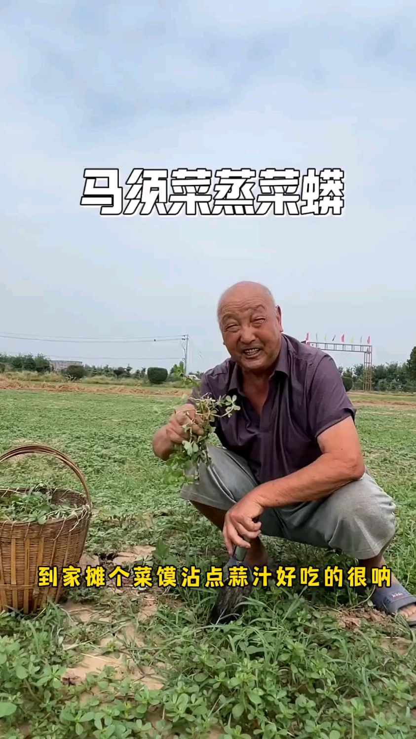 从小吃到大的野菜，爷爷又发现大片，妈做的菜蟒香迷糊了！