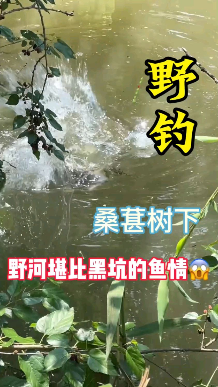 快来看,一群鲤鱼到这颗桑树下开会来了!