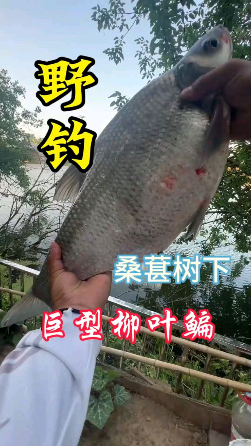 桑葚树下,巨型柳叶鳊!