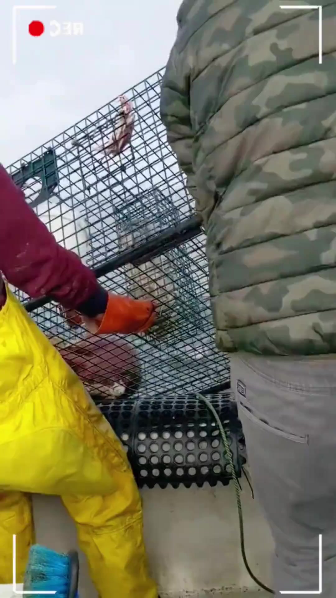 1045渔民捕获一只巨型章鱼，而章鱼的逃跑能力让人震惊