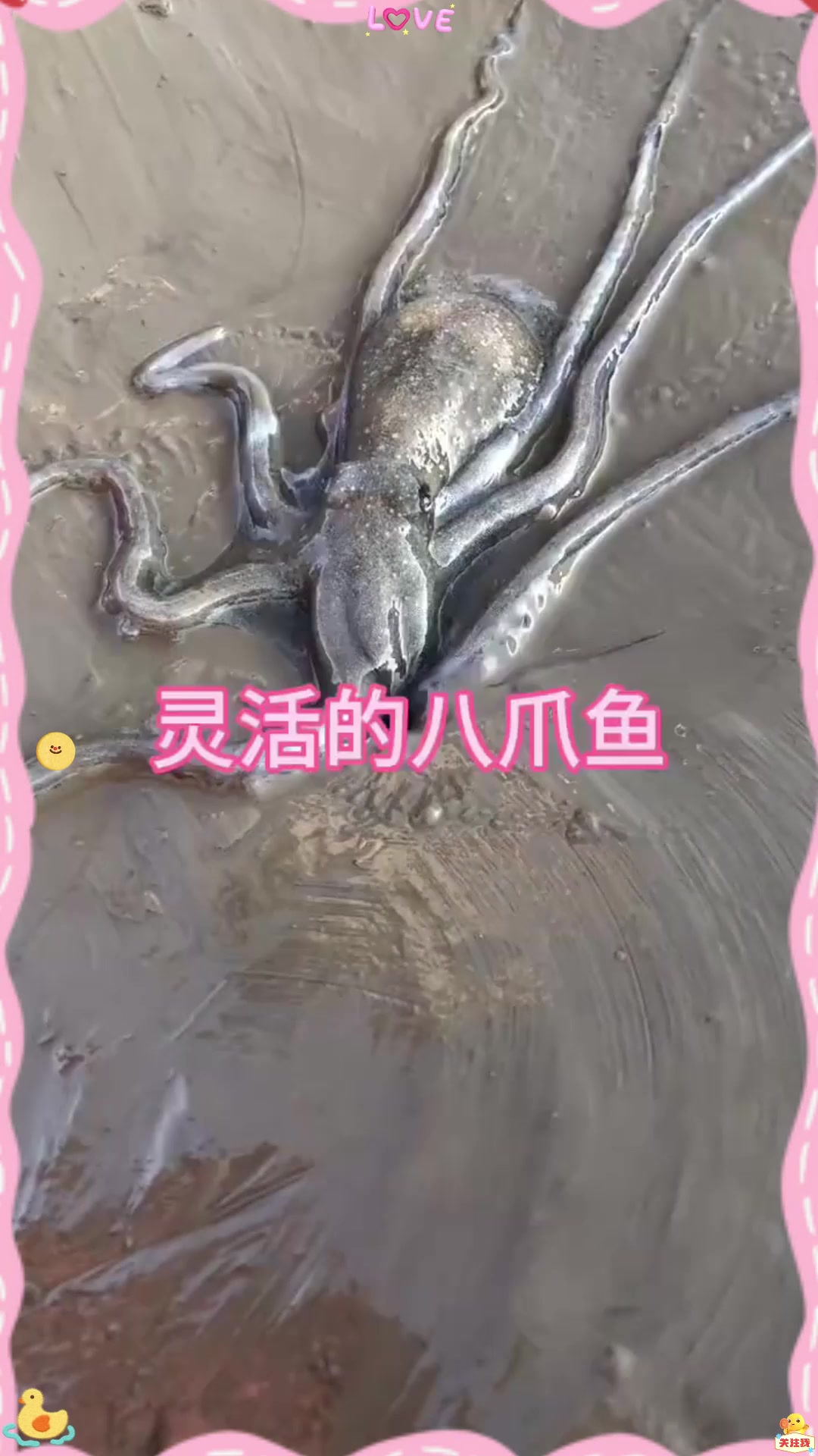 原来八爪鱼竟然生活在地下