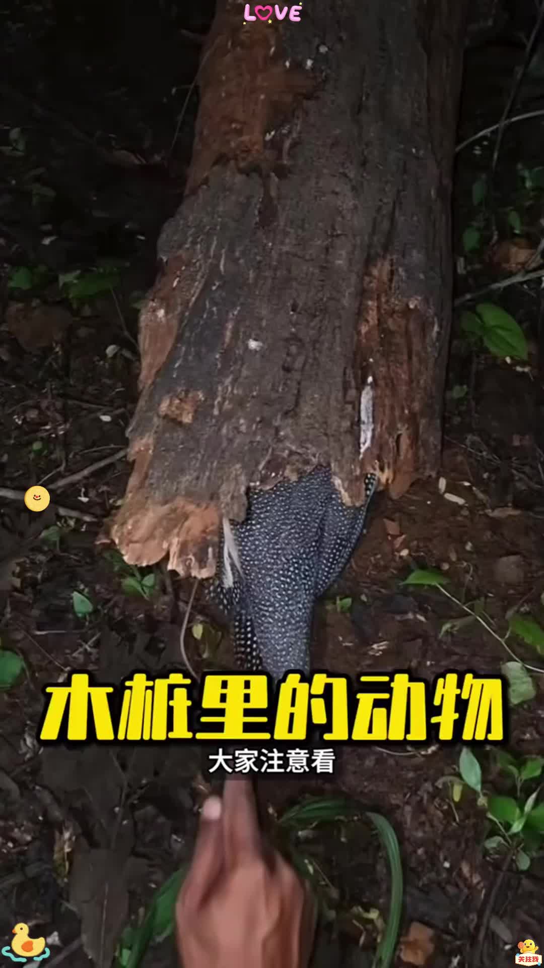 这种珍珠鸡你见过吗？
