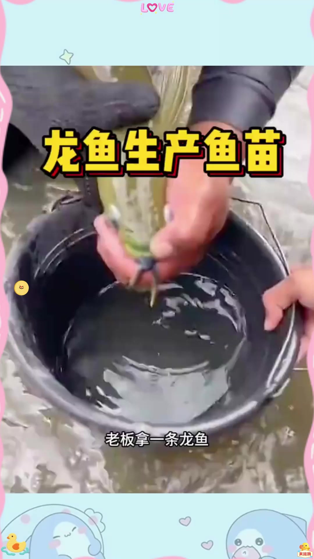 龙鱼生产鱼苗过程