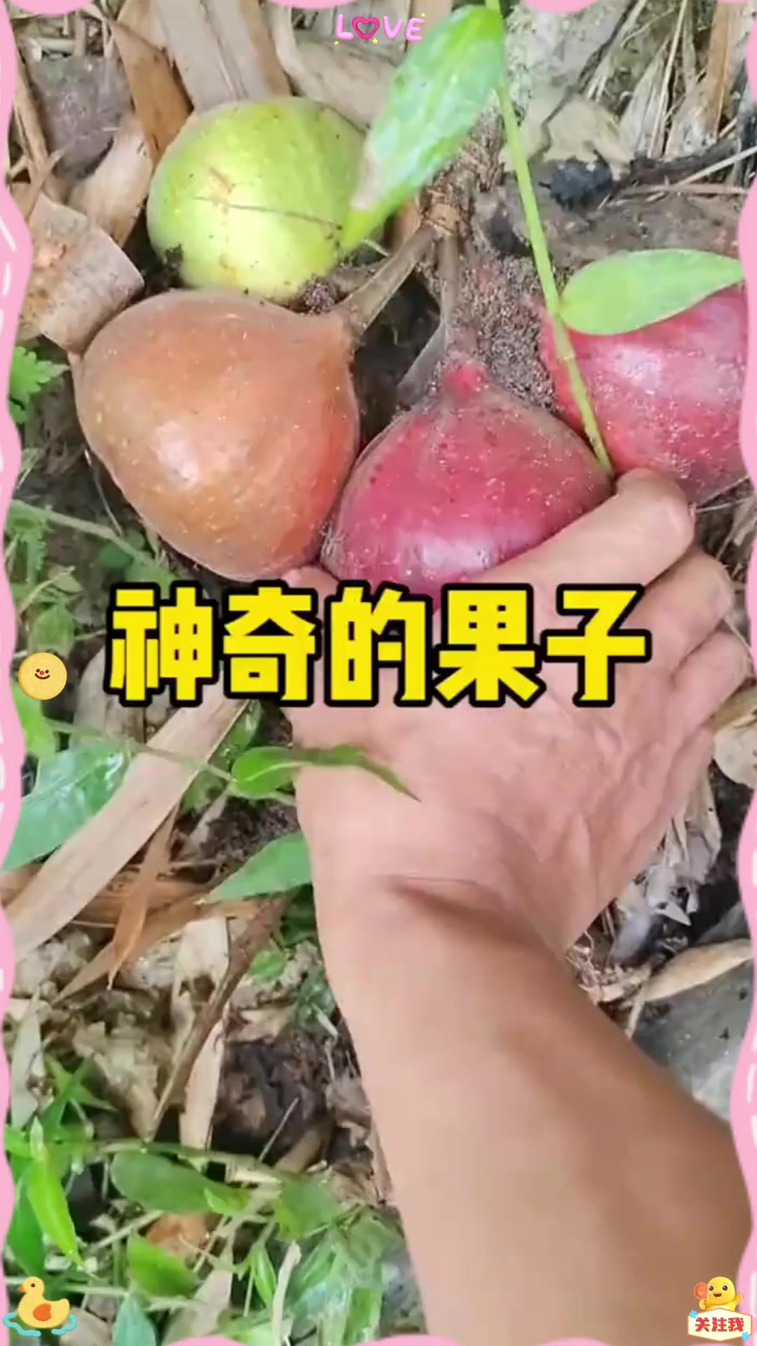 这到底是什么果子，看起来挺好吃的样子