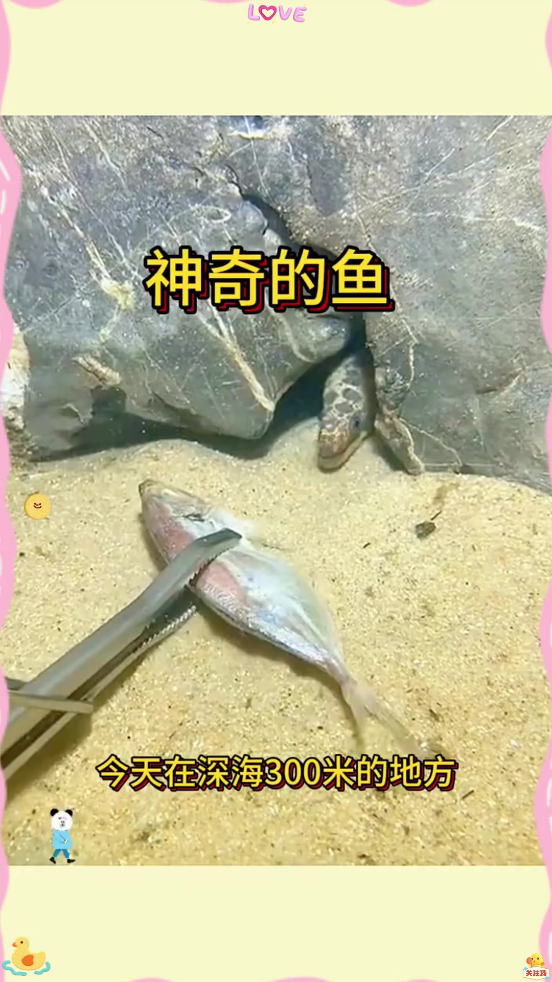 神奇的鱼，身上长满了黑色的斑点