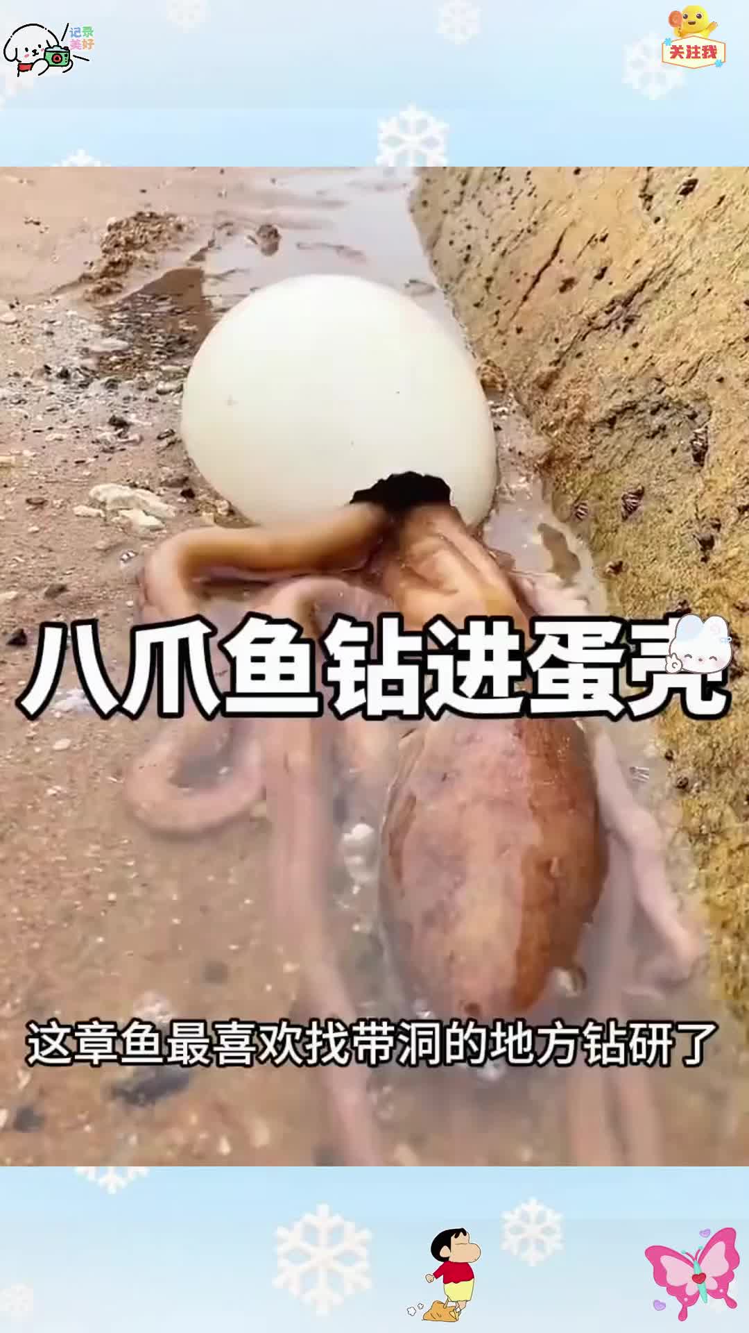 八爪鱼钻进蛋壳,太有趣了