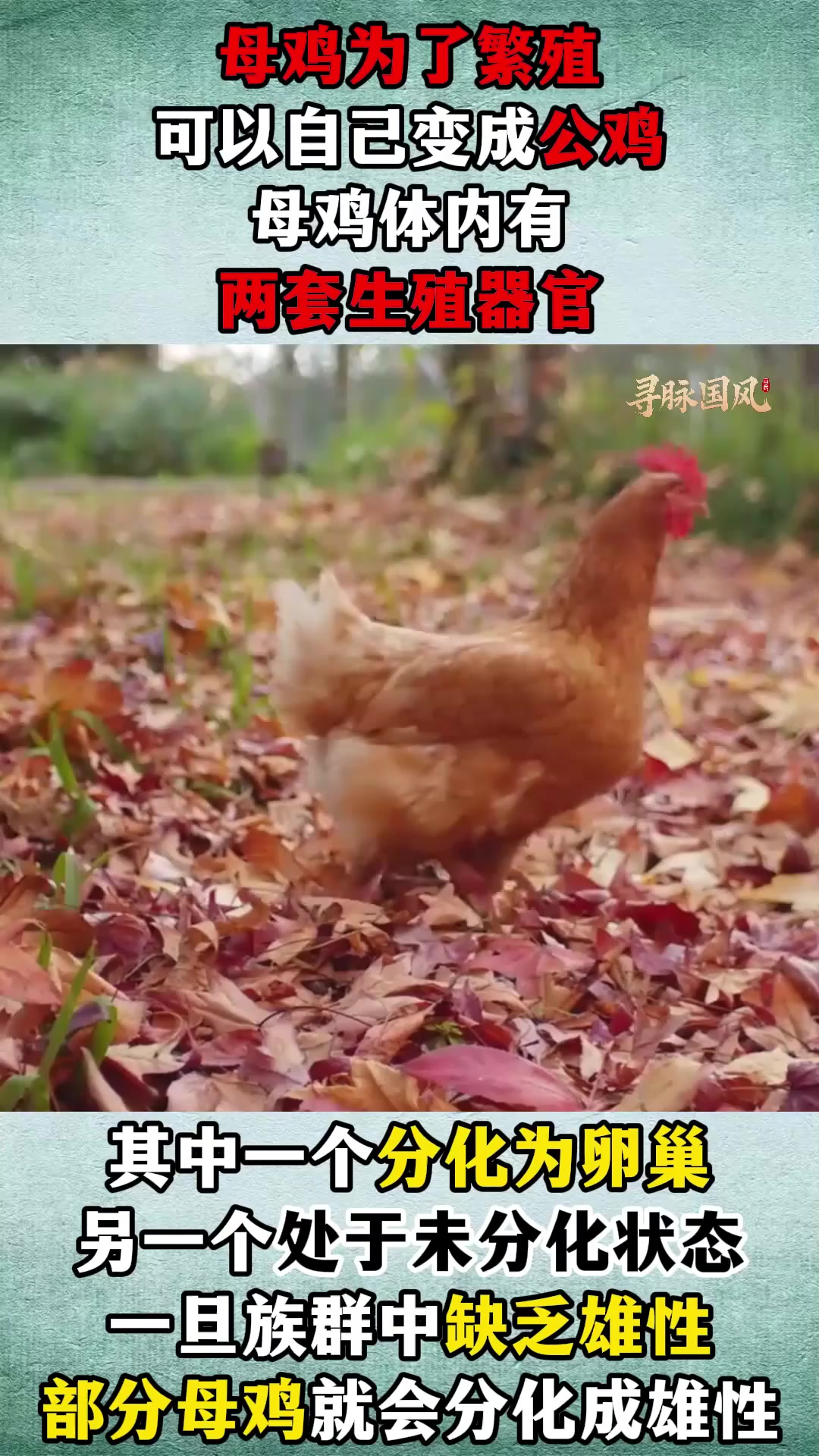 母鸡为了繁殖,居然可以自己变成公鸡?原来还有这个说法?