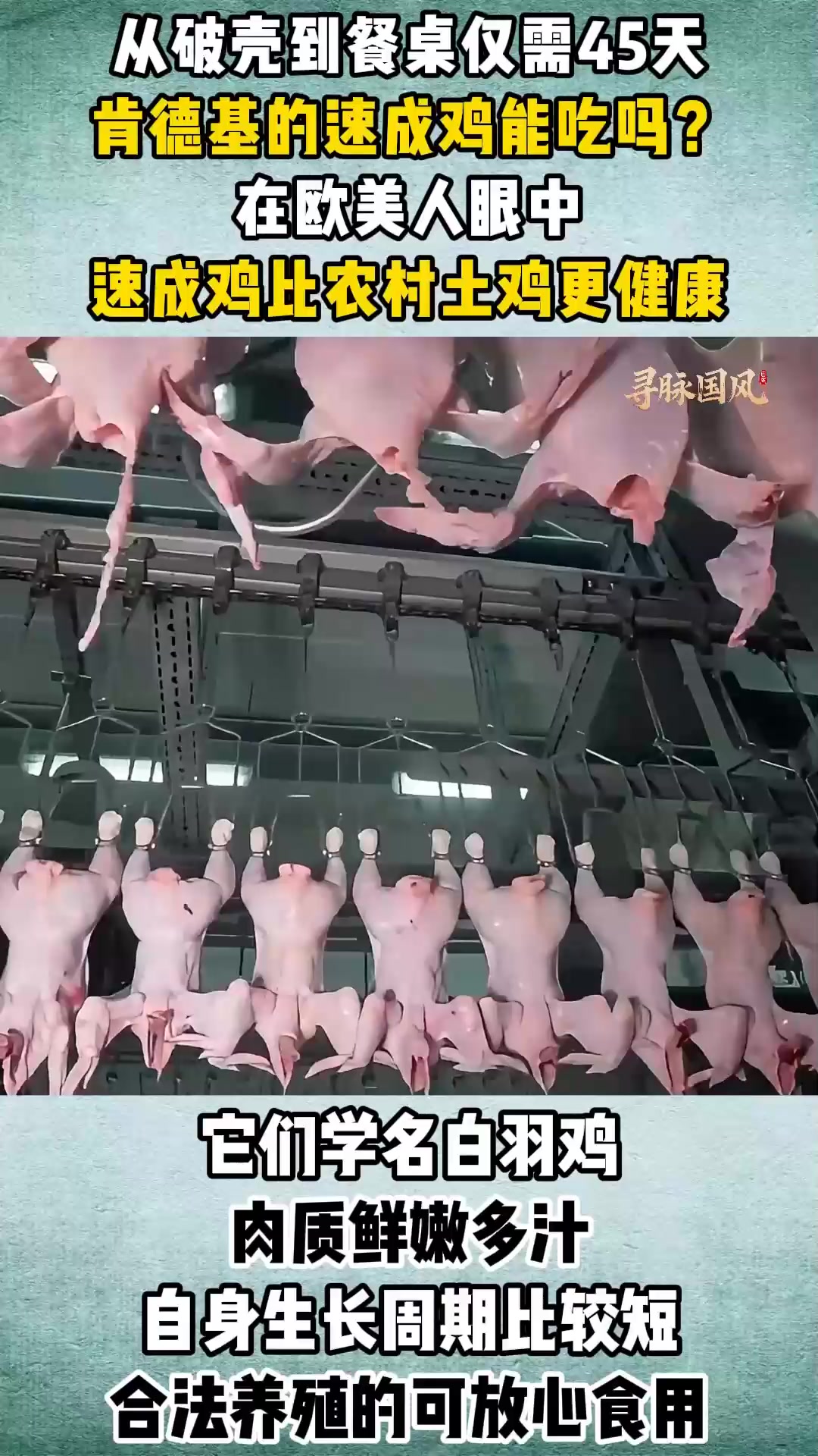 从破壳到餐桌仅需45天,肯德基的速成鸡能吃吗?看完涨知识了