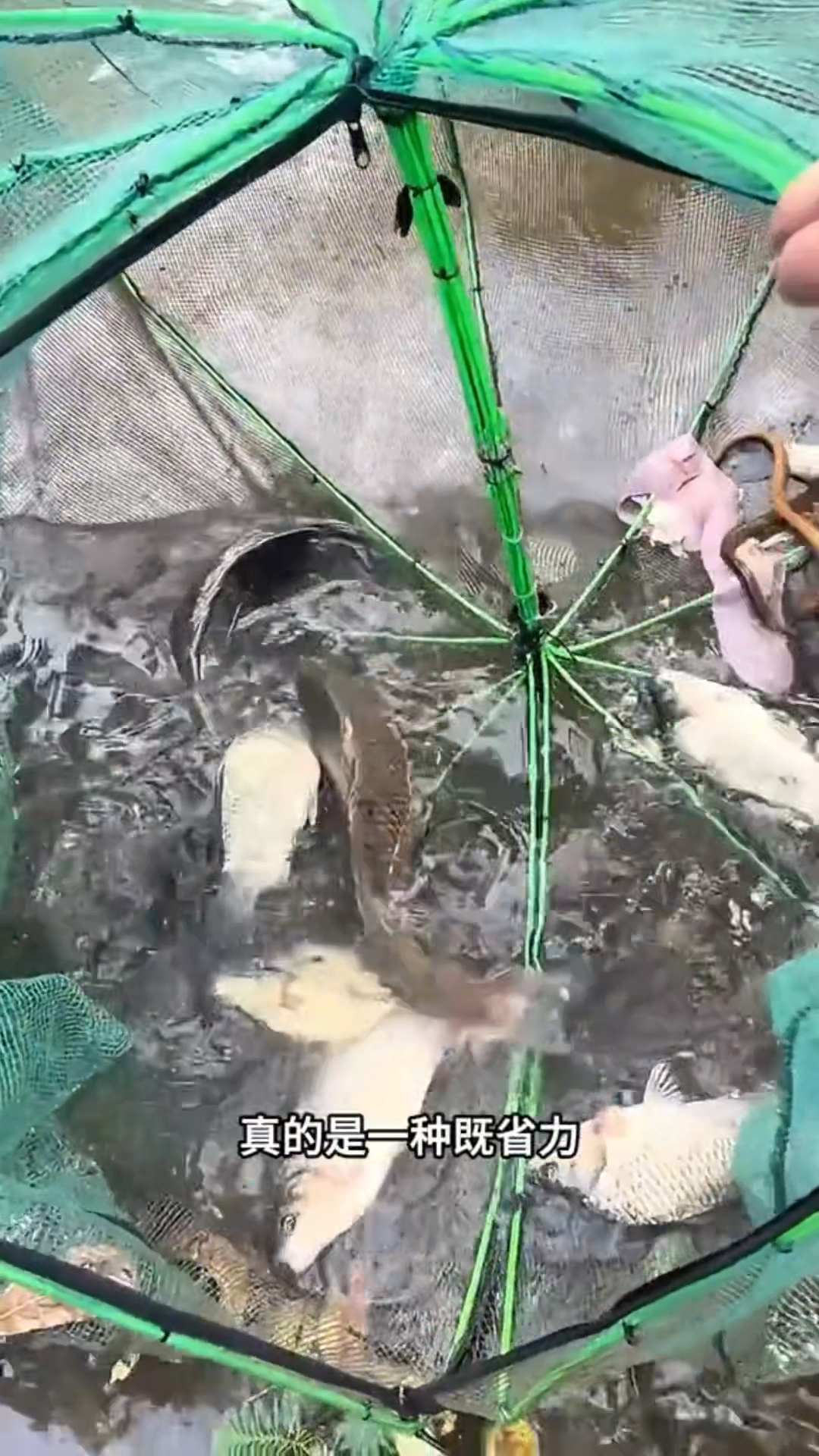 鬼才研发“自动捕鱼网”火了,一丢一扔,鱼虾黄鳝,轻松捕一网