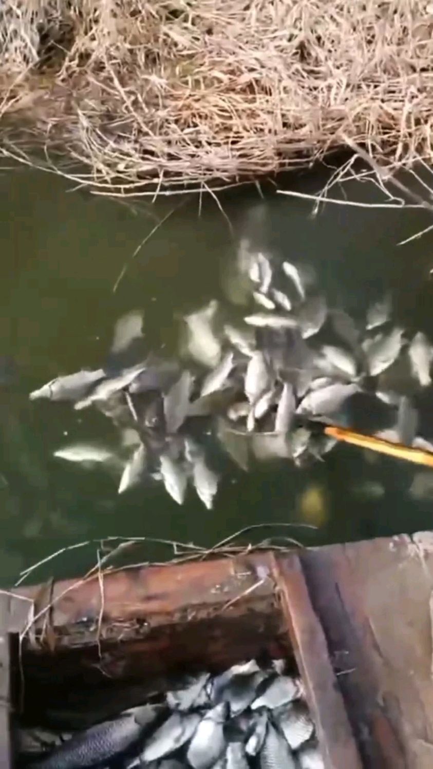 海水新型电吸鱼机视频变压电鱼吸鱼视频会把鱼吸过来的逆变器进口