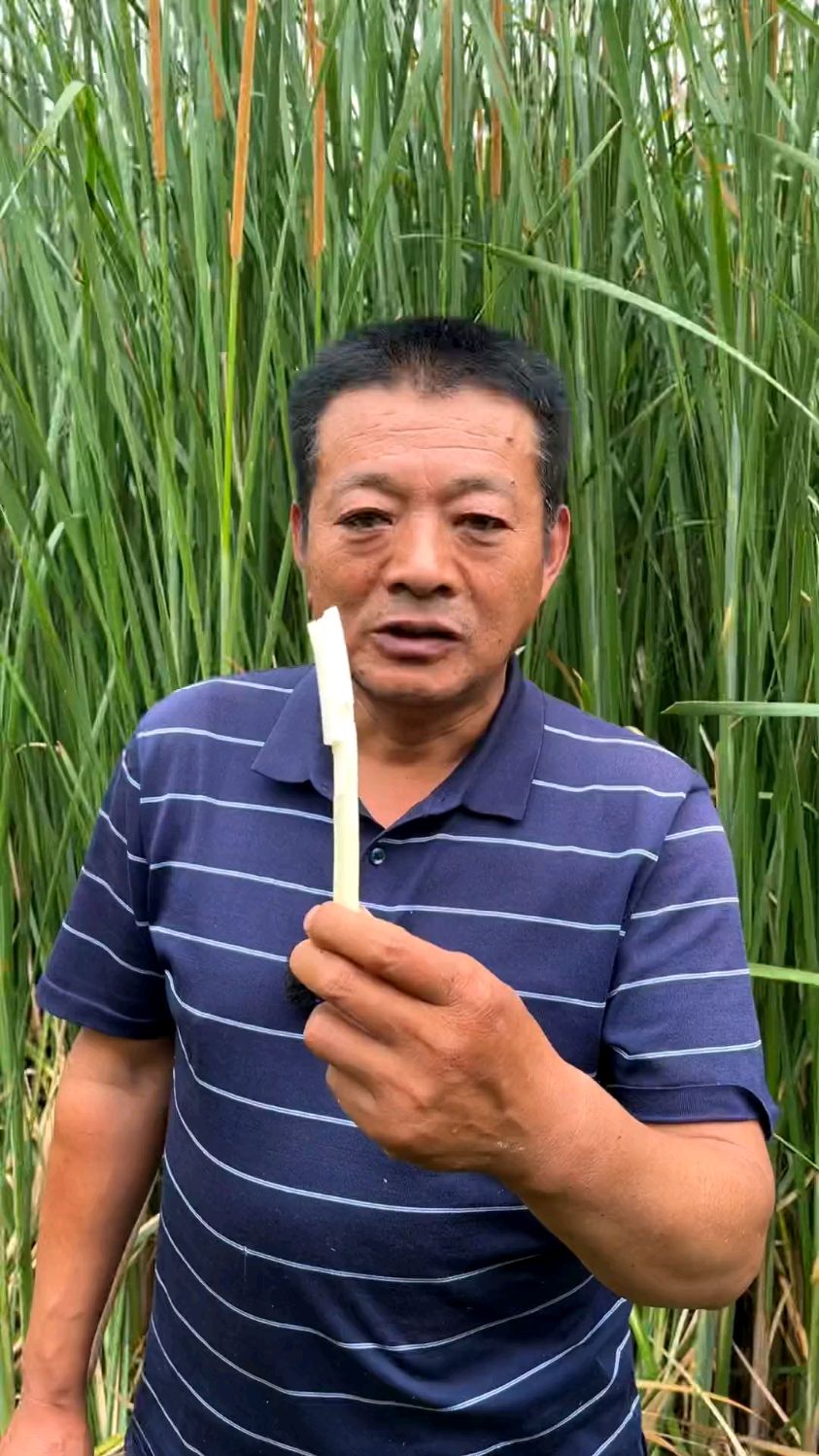 蒲菜做出来的奶汤蒲菜 称得上鲁菜第一鲜，大明湖蒲菜更是一绝