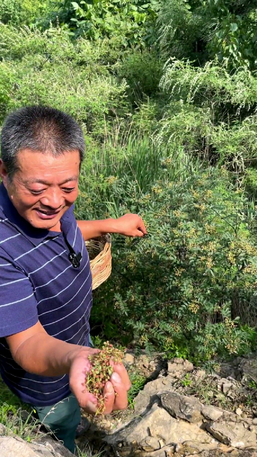 鲜花椒炖鸡,这一口等了一年了,芦花鸡在窝里瑟瑟发抖了