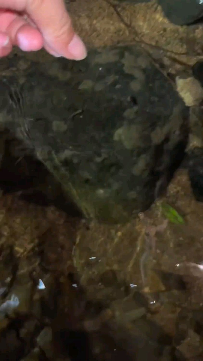 农村孩子的乐趣,照河虾#逮鱼摸虾 #山间小溪 #清澈见底的水