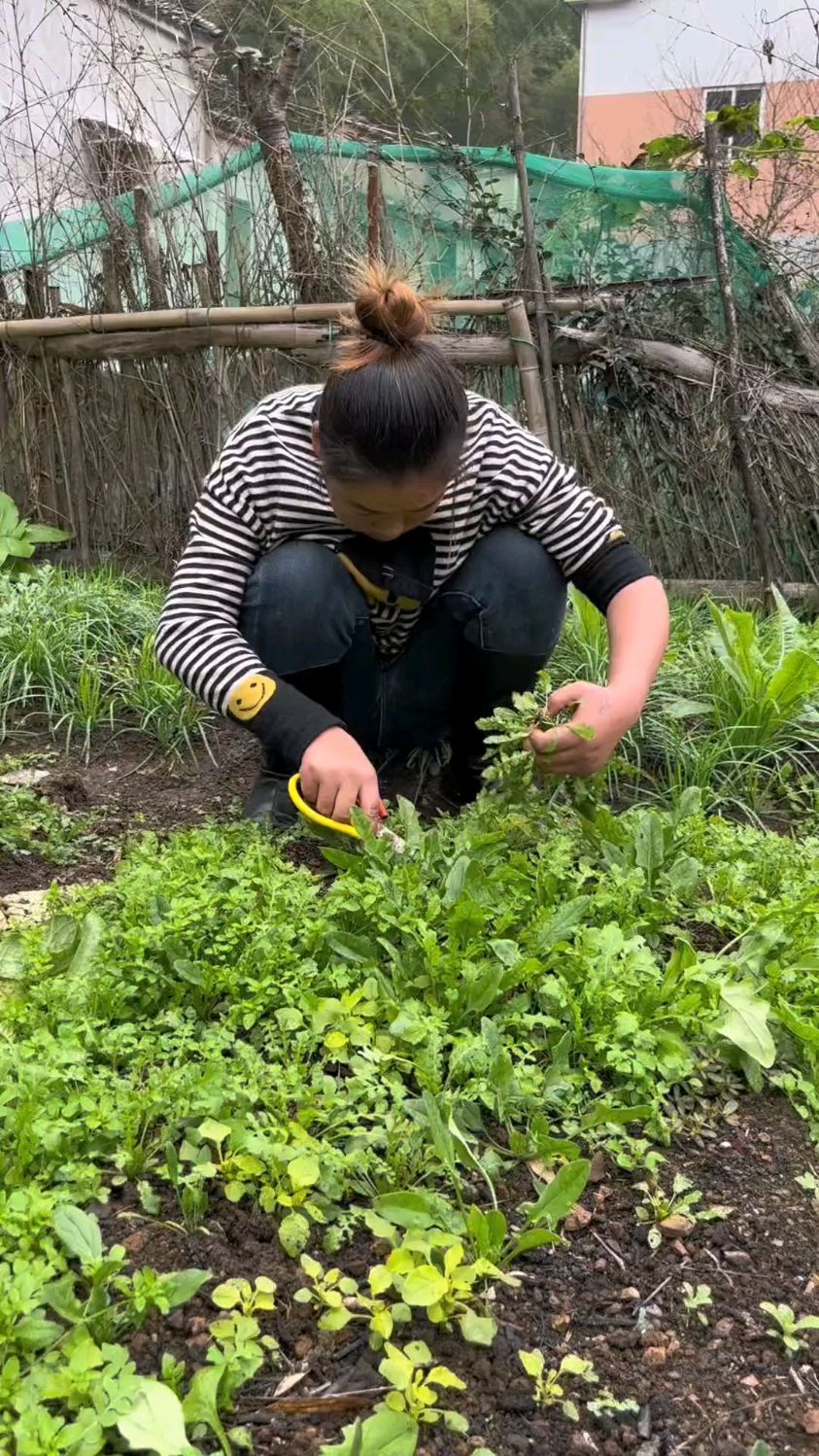 菜园挖点荠菜,自己擀点饺子皮,煮了一锅热腾腾的荠菜猪肉水饺