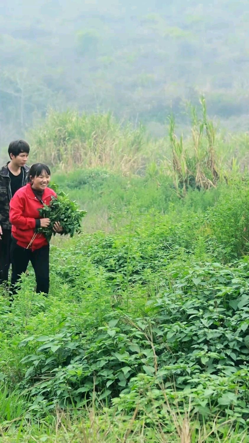广西人最喜欢吃的野菜