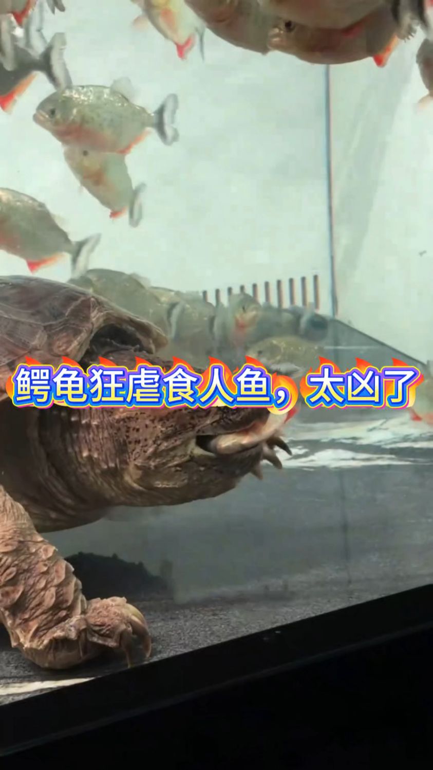 鳄龟战力有多恐怖?对上食人鱼直接猛攻,这咬合力谁顶得住啊!