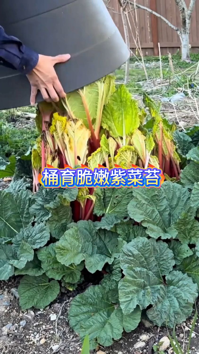 紫菜苔遮光种植口感更鲜嫩