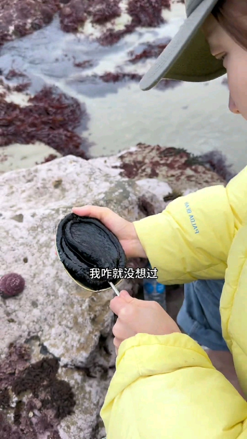 鲍鱼壳居然有珍珠!!我这是找到财富密码了吗?