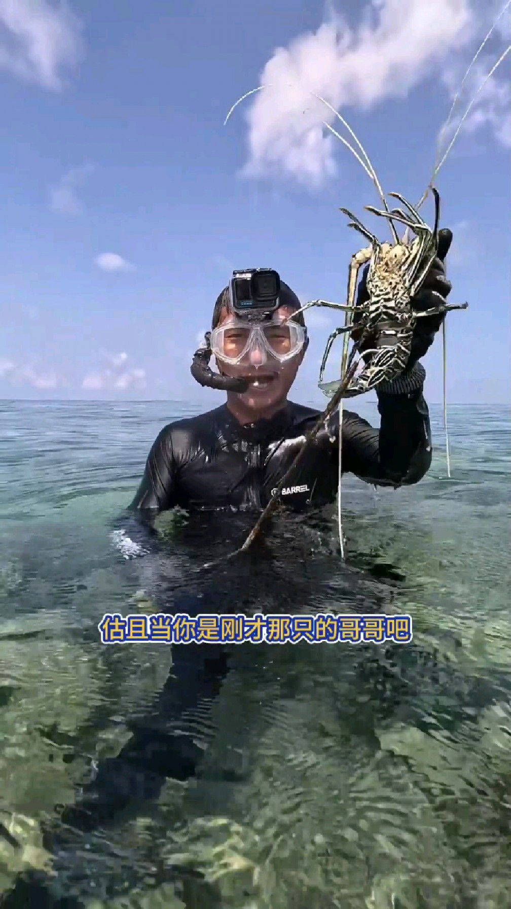 在马尔代夫龙虾自由啦!这只青龙也太大了吧!
