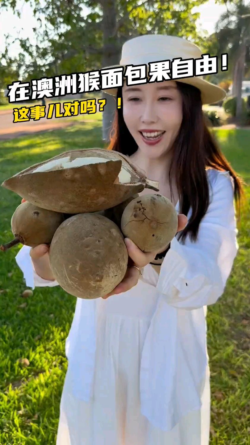 在澳洲居然猴面包果自由了，这事儿对吗？
