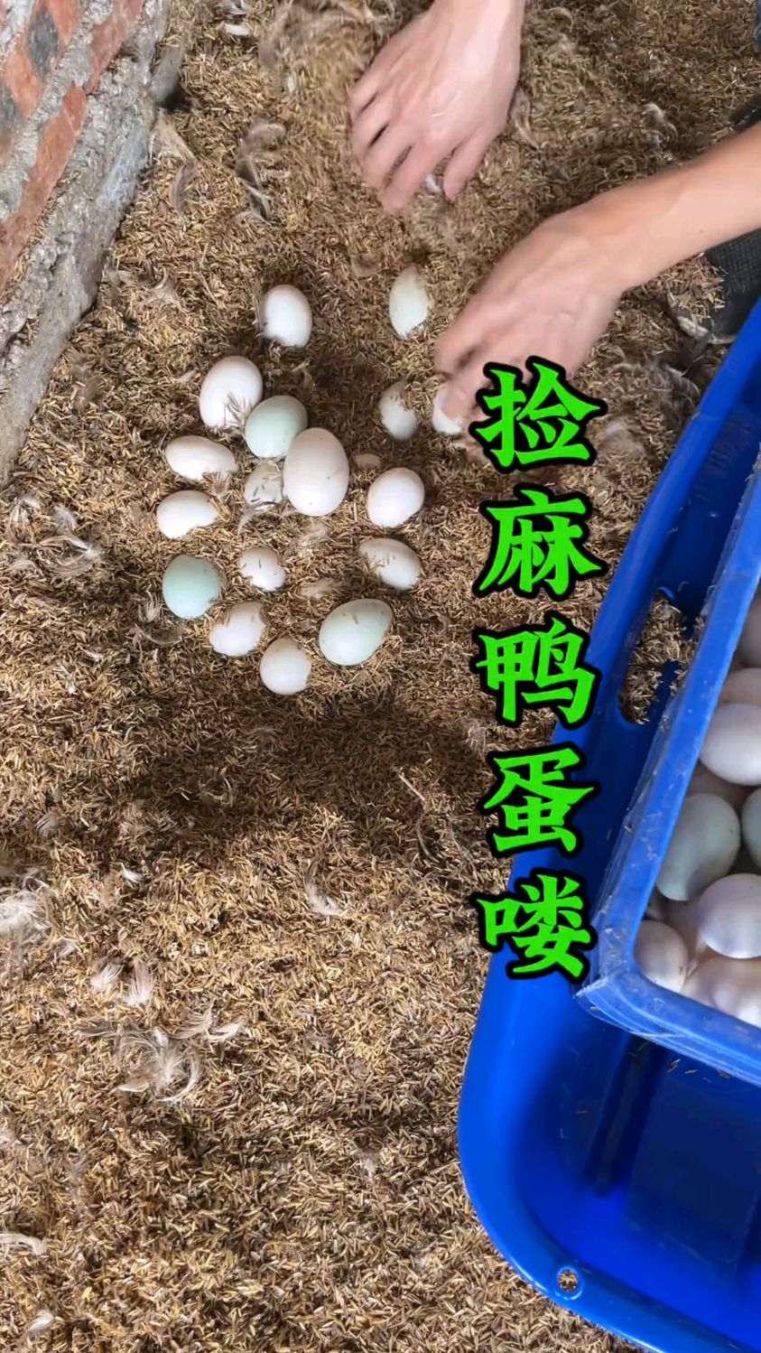 你们看着长大的麻鸭下蛋喽!捡麻鸭蛋喽!捡鸭蛋