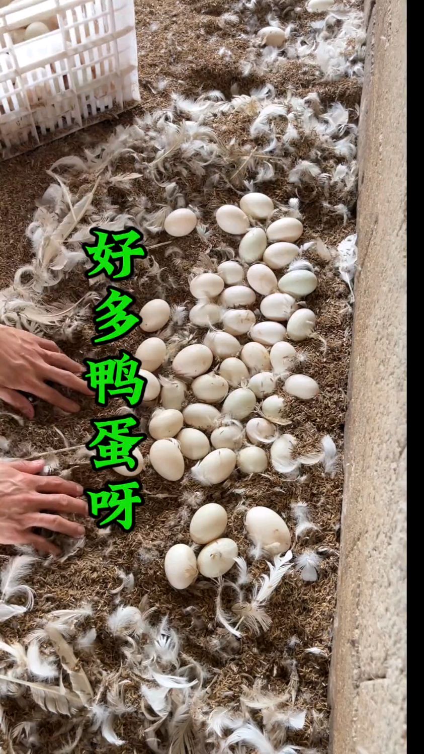 做梦都在捡鸭蛋是种什么感觉!捡不完,根本捡不完!捡鸭蛋!