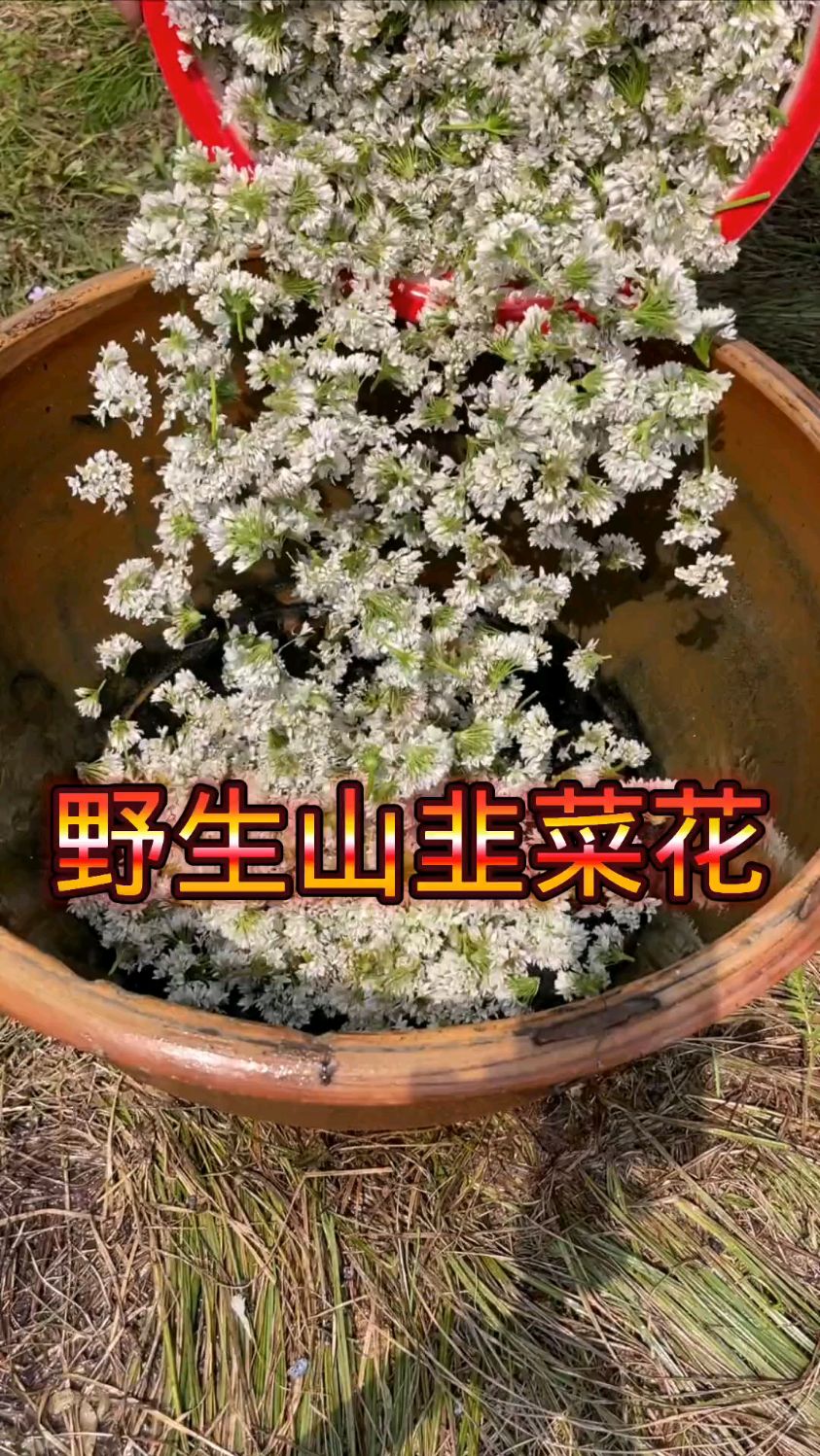 大自然的馈赠 采了点山韭菜花做花酱