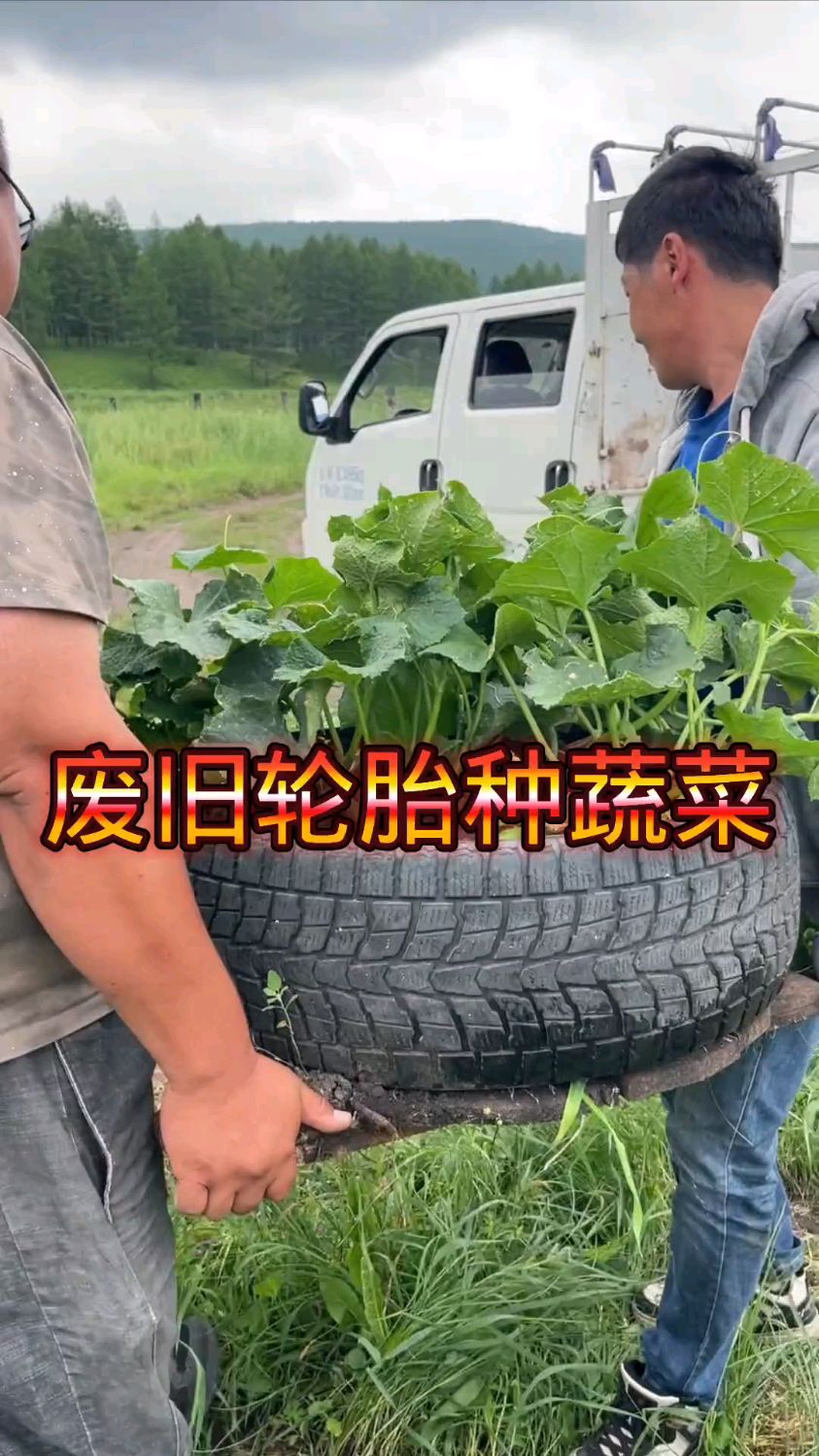 废旧轮胎种蔬菜!