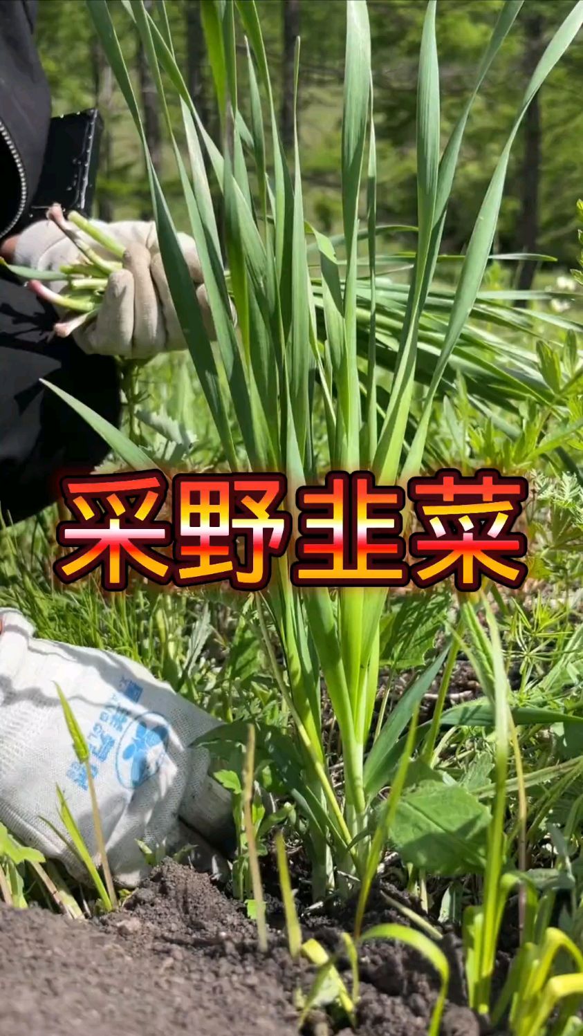 菜 又到了采野韭菜的季节,进山采了些野韭菜嫩嫩的包饺子吃