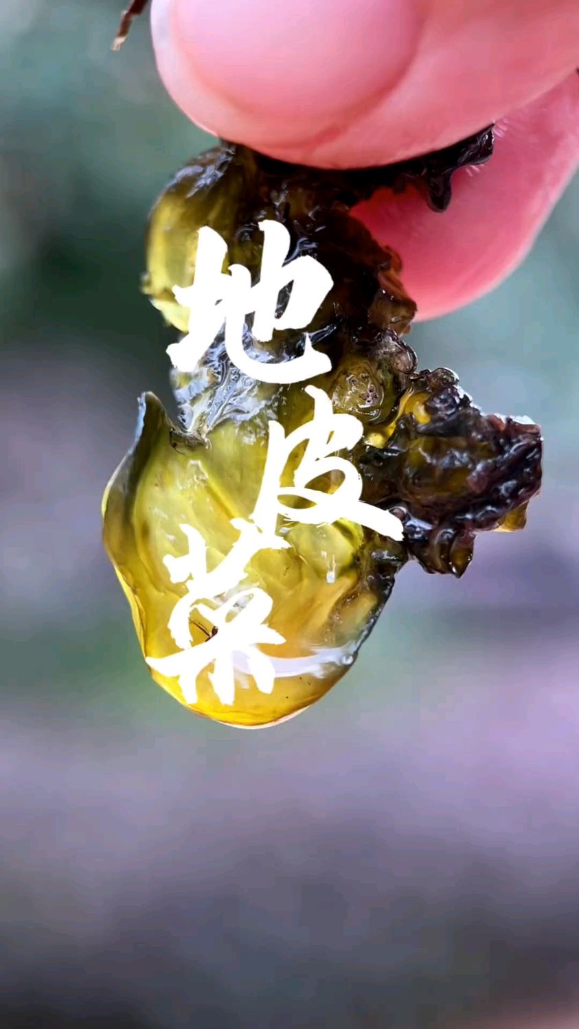 每天认识一种植物:地皮菜