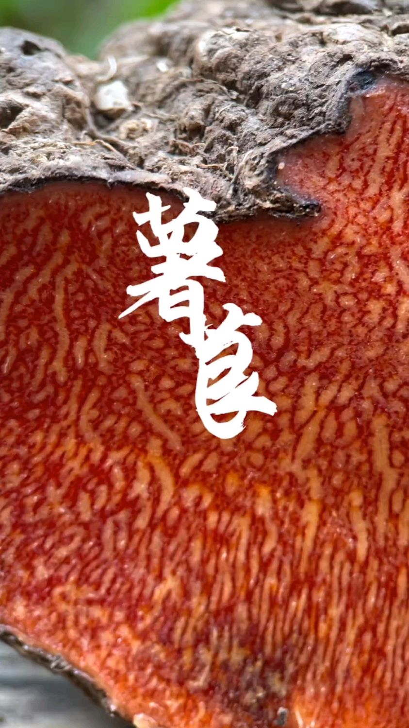 薯莨 ,这个野果子有认识的吗