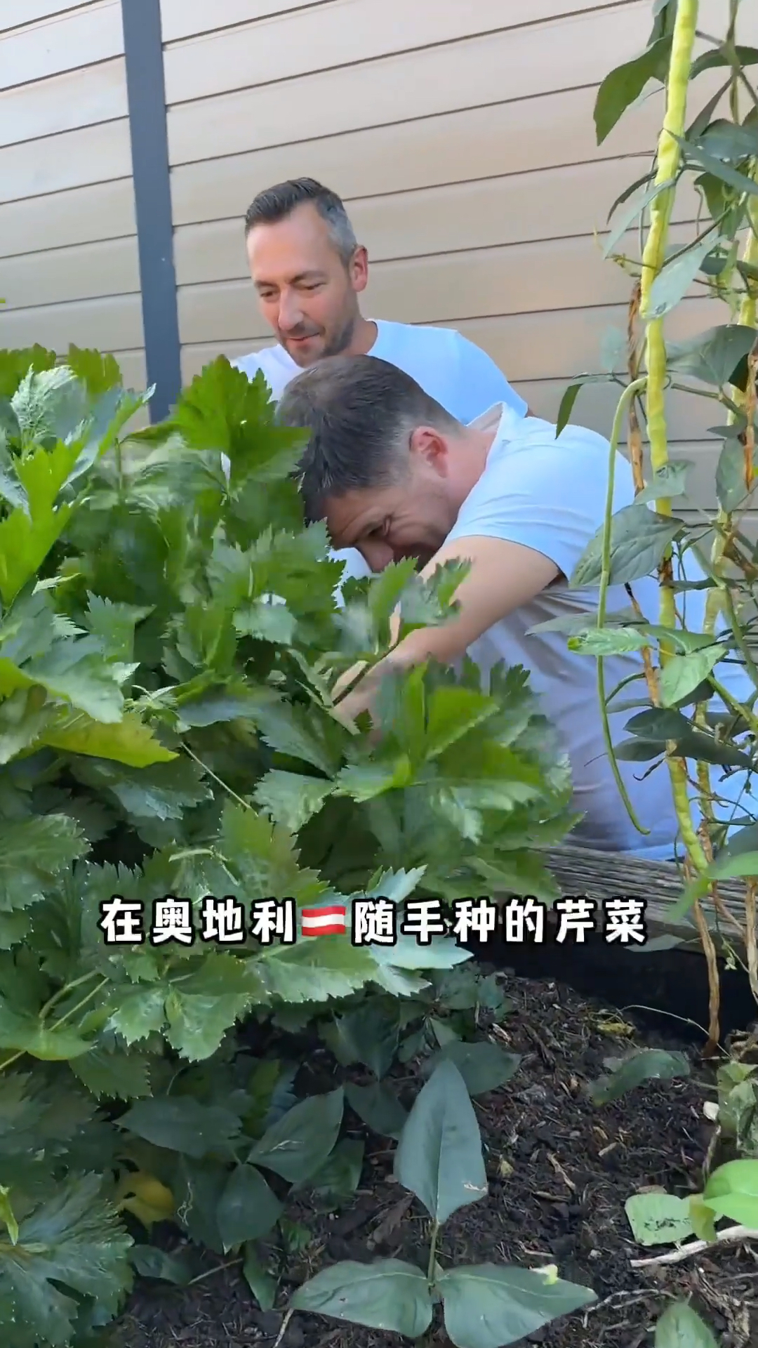 我今年在奥地利随手种的芹菜长疯了老外邻居们都跑来排队要!
