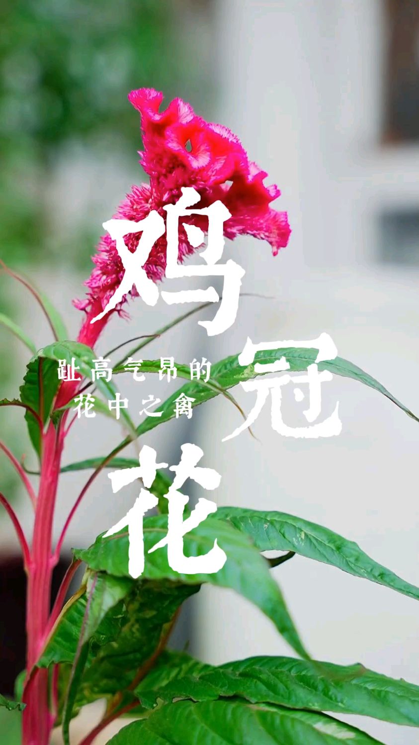 火红的鸡冠花在风中起舞